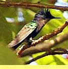 Grenada_hummingbird_01